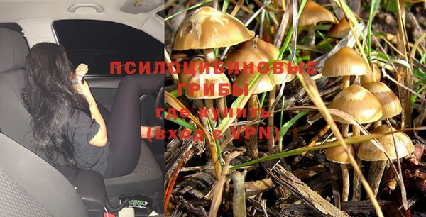 прущие грибы Алексин